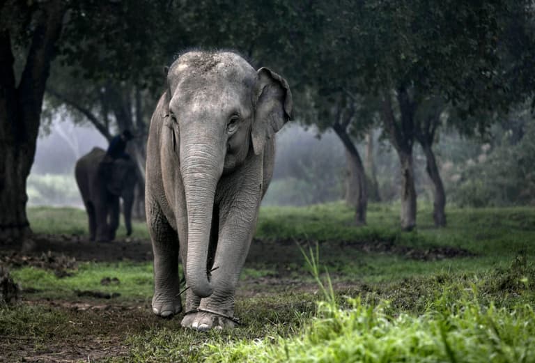 Elephant rips handler in half after heavy work and heat makes it ‘go crazy’ Elephant rips handler in half after heavy work and heat makes it ‘go crazy’