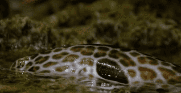 Footage of rare walking shark on land terrifies the internet Footage of rare walking shark on land terrifies the internet