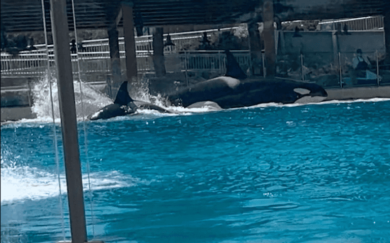 SeaWorld responds after footage showing killer whales attacking each other leaves visitor in tears SeaWorld responds after footage showing killer whales attacking each other leaves visitor in tears