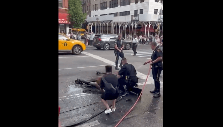 Onlookers watch in horror as carriage horse flogged by driver after collapsing on busy NY street Onlookers watch in horror as carriage horse flogged by driver after collapsing on busy NY street