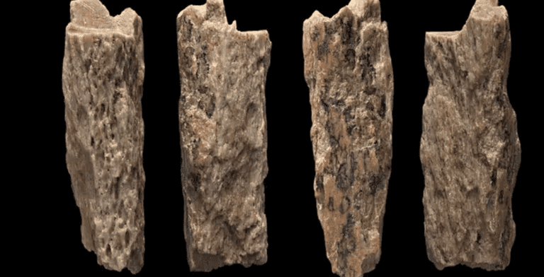 Incredible case of the only known individual whose parents were two different species Incredible case of the only known individual whose parents were two different species