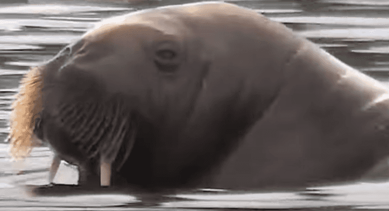 Freya the walrus killed because people wouldn’t keep away Freya the walrus killed because people wouldn’t keep away