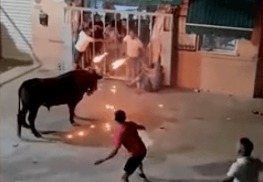 Bull with horns on fire gores man to death after being set alight as part of Spanish festival Bull with horns on fire gores man to death after being set alight as part of Spanish festival