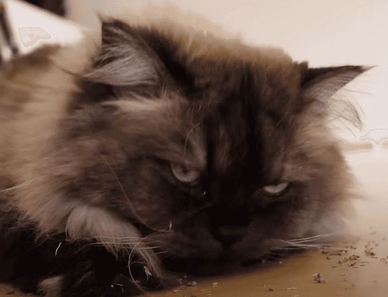 Woman builds AI system to observe her cats’ poo Woman builds AI system to observe her cats’ poo