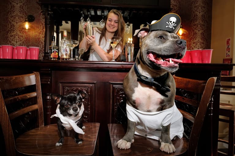 Party planners claim to have created the world’s first stag do… for dogs Party planners claim to have created the world’s first stag do… for dogs