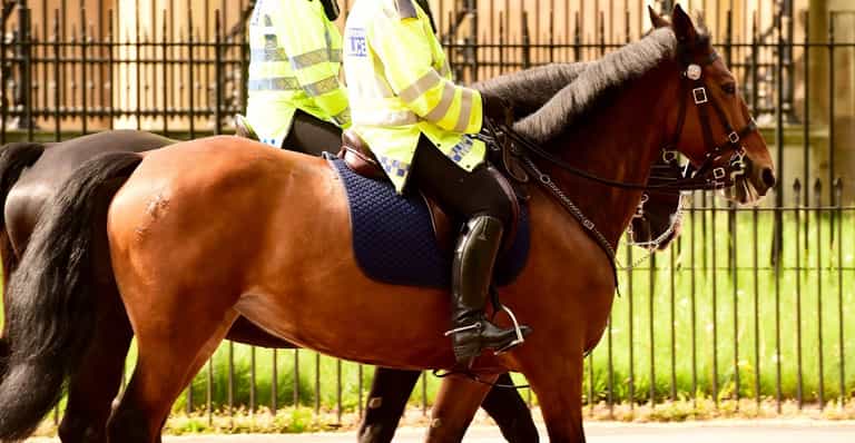 Met Police horse collapses and dies during Notting Hill Carnival Met Police horse collapses and dies during Notting Hill Carnival