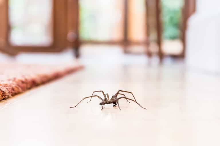 Sex-crazed spiders set to invade UK homes Sex-crazed spiders set to invade UK homes