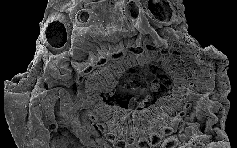 Mystery of ancient creature with no anus solved Mystery of ancient creature with no anus solved