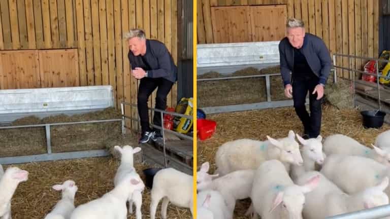 Gordon Ramsay TikTok prompts PETA calls for his kids to ‘disown’ him Gordon Ramsay TikTok prompts PETA calls for his kids to ‘disown’ him