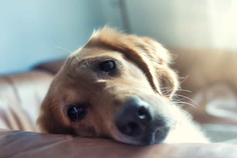 Vet’s heartbreaking plea to owners putting pets to sleep Vet’s heartbreaking plea to owners putting pets to sleep