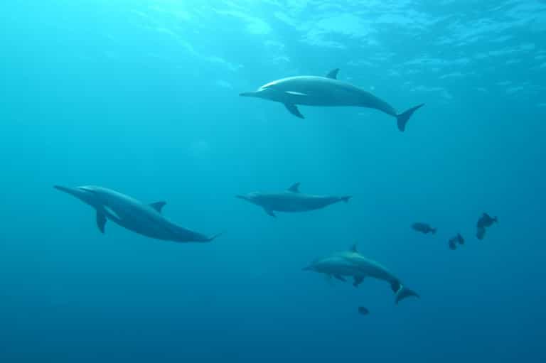 Two more people bitten by dolphin in string of attacks Two more people bitten by dolphin in string of attacks