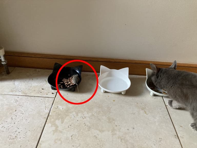 ‘Pacifist’ cat brings mouse in to share food with it ‘Pacifist’ cat brings mouse in to share food with it