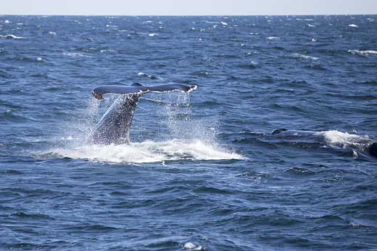 Five people killed as ‘whale collides with boat’ in ‘terrible’ collision at sea Five people killed as ‘whale collides with boat’ in ‘terrible’ collision at sea