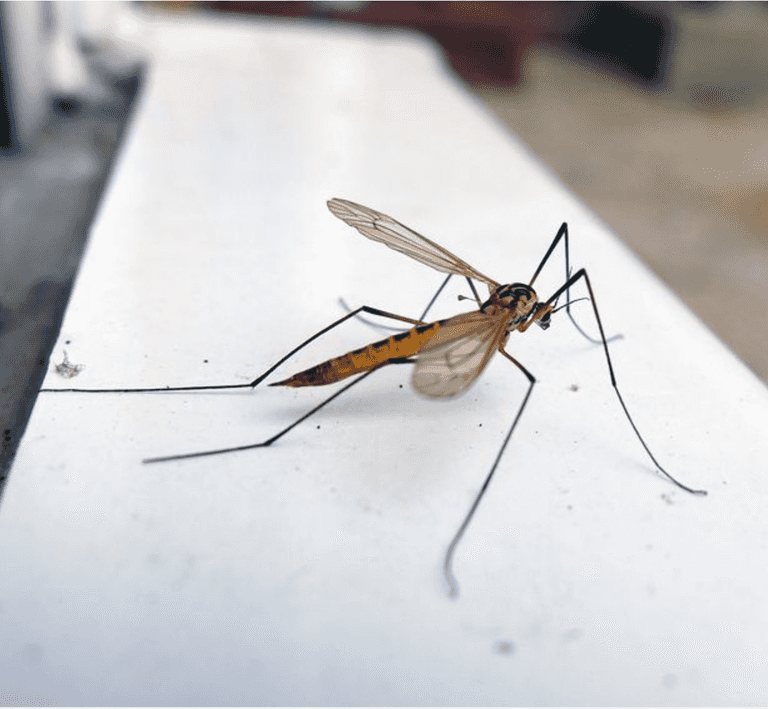 UK homes warned 200 billion daddy long legs could invade in next two weeks UK homes warned 200 billion daddy long legs could invade in next two weeks