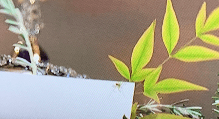 Queen’s funeral viewers shocked after spotting spider crawling across coffin Queen’s funeral viewers shocked after spotting spider crawling across coffin