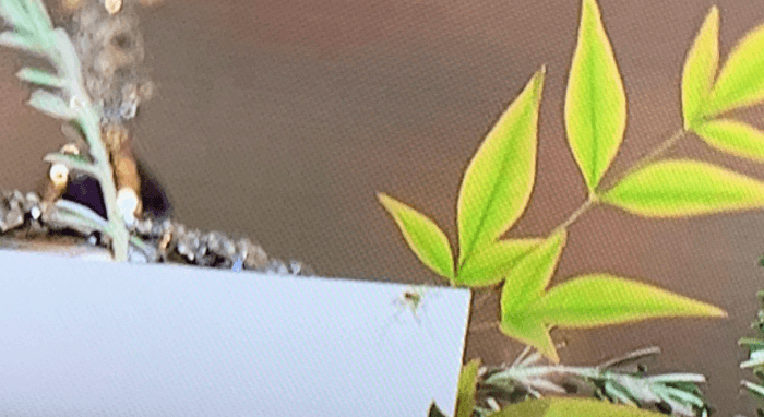 Queen’s funeral viewers shocked after spotting spider crawling across coffin Queen’s funeral viewers shocked after spotting spider crawling across coffin