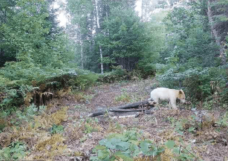 One in a million ‘spirit bear’ photographed moments before being killed One in a million ‘spirit bear’ photographed moments before being killed