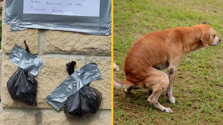 Angry neighbour tapes poo to wall in threat to owner who kept letting dog s**t in their garden Angry neighbour tapes poo to wall in threat to owner who kept letting dog s**t in their garden