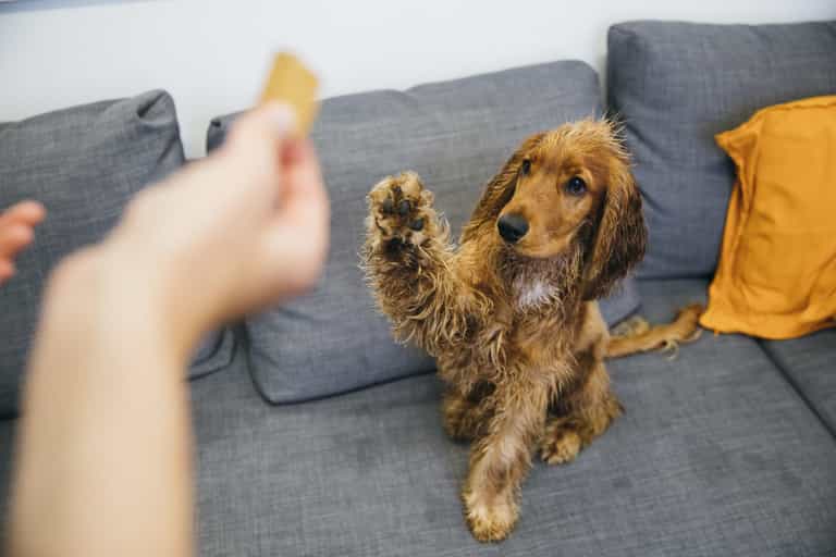 Dogs can detect human distress with nearly 94% accuracy, study shows Dogs can detect human distress with nearly 94% accuracy, study shows