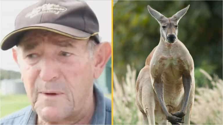 Pet kangaroo killed owner and stood over body stopping paramedics from saving him Pet kangaroo killed owner and stood over body stopping paramedics from saving him