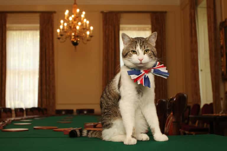 Larry the Cat has more Twitter followers than Prime Minister Liz Truss Larry the Cat has more Twitter followers than Prime Minister Liz Truss