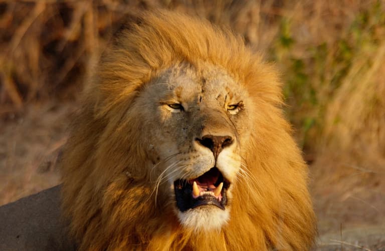 ISIS jihadists mauled to death and eaten by lions and crocodiles after retreating from battle ISIS jihadists mauled to death and eaten by lions and crocodiles after retreating from battle