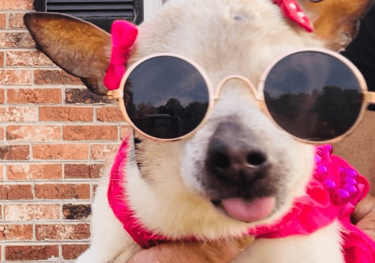 The world’s oldest dog, Pebbles, has died at the age of 22 The world’s oldest dog, Pebbles, has died at the age of 22