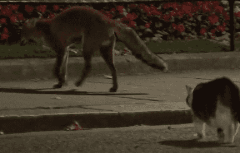 Moment Larry the cat takes on fox outside 10 Downing Street Moment Larry the cat takes on fox outside 10 Downing Street