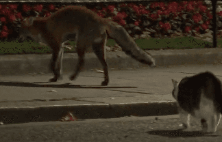 Moment Larry the cat takes on fox outside 10 Downing Street Moment Larry the cat takes on fox outside 10 Downing Street