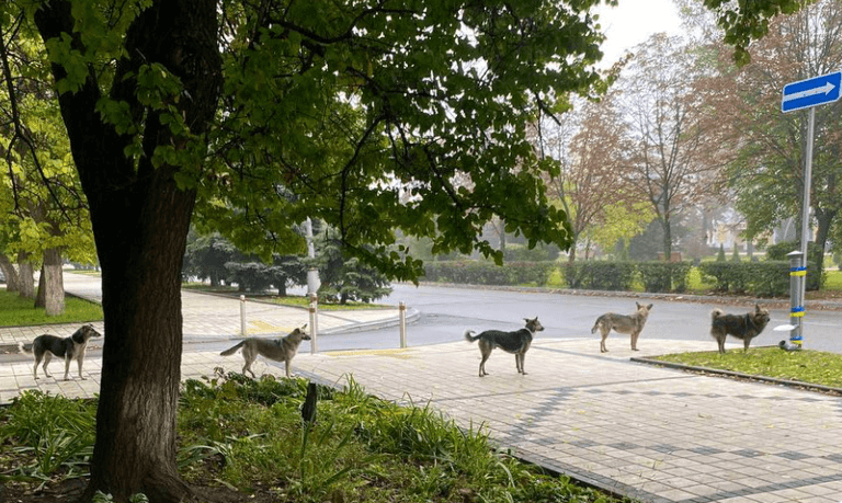 Dogs left on the streets because of Putin’s invasion patiently line up for food in Ukraine Dogs left on the streets because of Putin’s invasion patiently line up for food in Ukraine