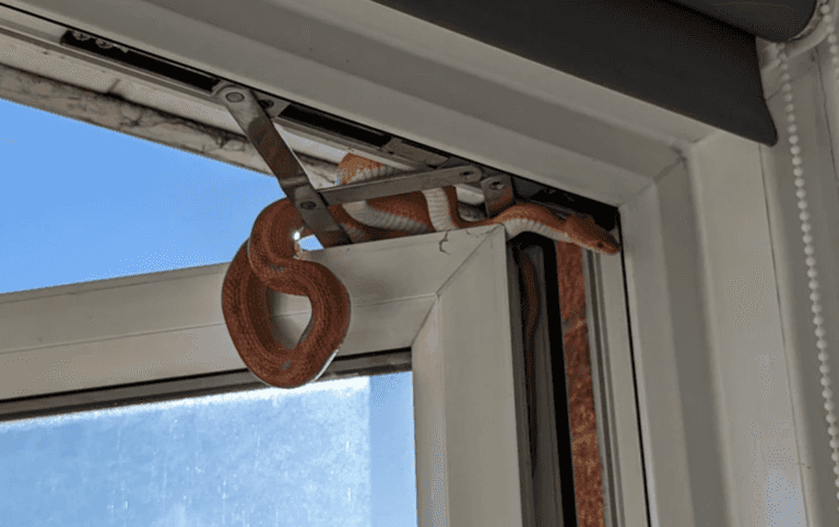 Woman woke from weekend nap to find three-foot long snake at her open bedroom window Woman woke from weekend nap to find three-foot long snake at her open bedroom window