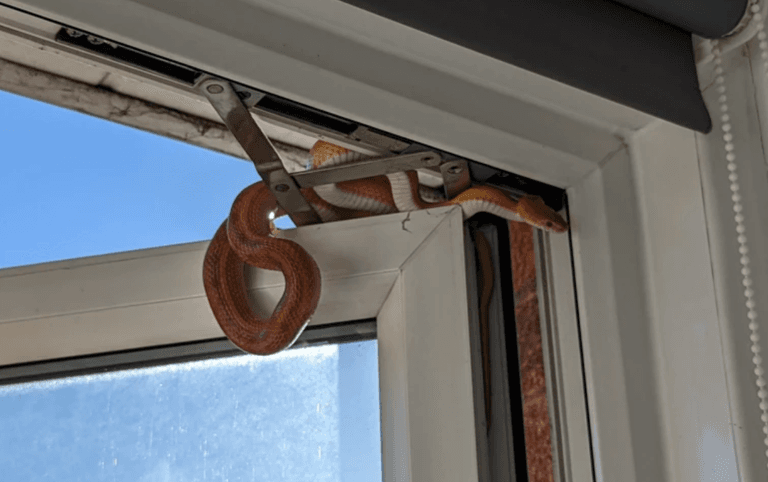 Woman woke from weekend nap to find three-foot long snake at her open bedroom window Woman woke from weekend nap to find three-foot long snake at her open bedroom window