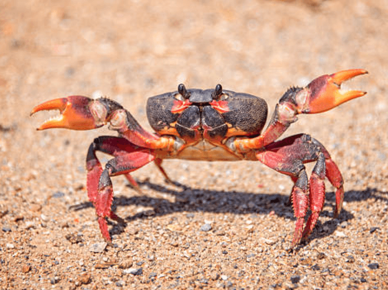 Dad eats live crab in revenge after it bit his daughter – but crustacean has last laugh Dad eats live crab in revenge after it bit his daughter – but crustacean has last laugh