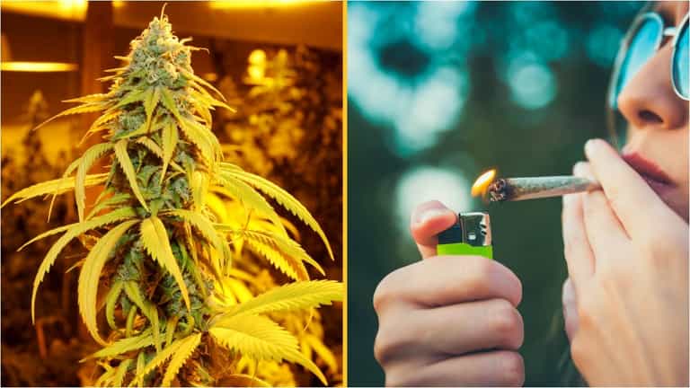 Doctor reveals the worrying impact smoking weed can have on your brain Doctor reveals the worrying impact smoking weed can have on your brain
