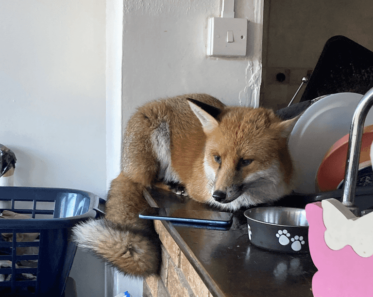 Fox trashes family kitchen then rests on counter top and refuses to leave Fox trashes family kitchen then rests on counter top and refuses to leave