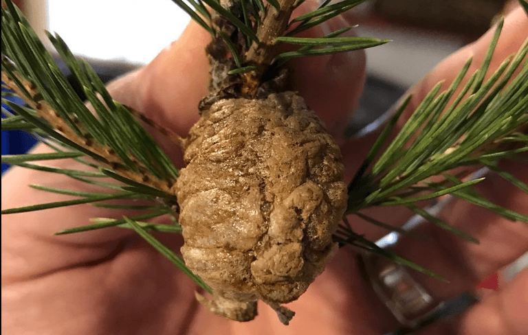 Warning to check Christmas trees for mysterious clumps that need to be removed immediately Warning to check Christmas trees for mysterious clumps that need to be removed immediately
