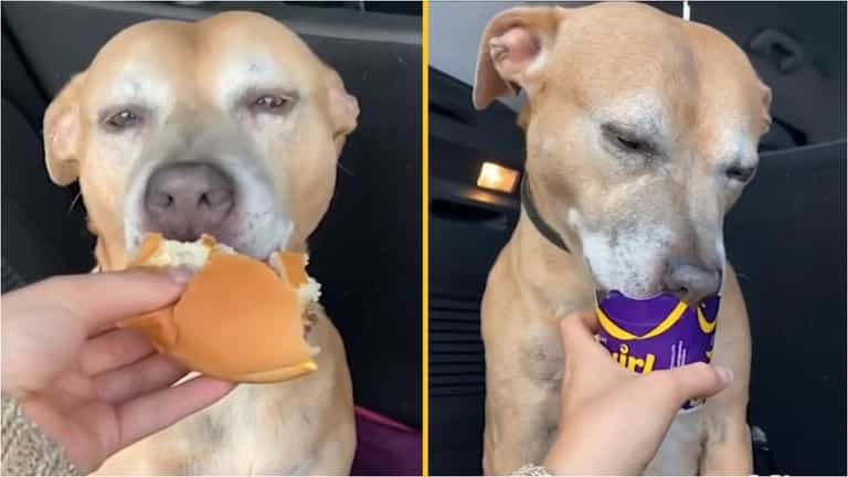 Dog dying of cancer tries a McDonald’s cheeseburger for the first time Dog dying of cancer tries a McDonald’s cheeseburger for the first time