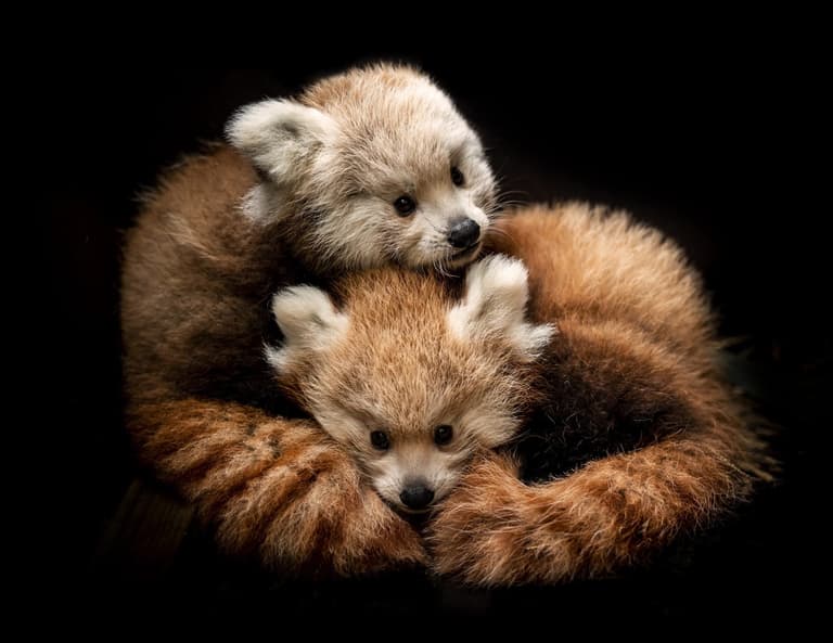 Pair of rare red panda cubs die at safari park after cold snap Pair of rare red panda cubs die at safari park after cold snap