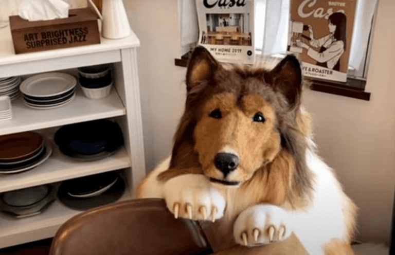 Man who spent more than £12,000 to become a dog is worried his friends might think he’s ‘weird’ Man who spent more than £12,000 to become a dog is worried his friends might think he’s ‘weird’