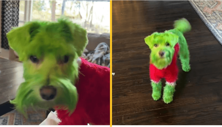 Woman sparks controversy by dyeing her dog green to make him look like the Grinch for Christmas Woman sparks controversy by dyeing her dog green to make him look like the Grinch for Christmas