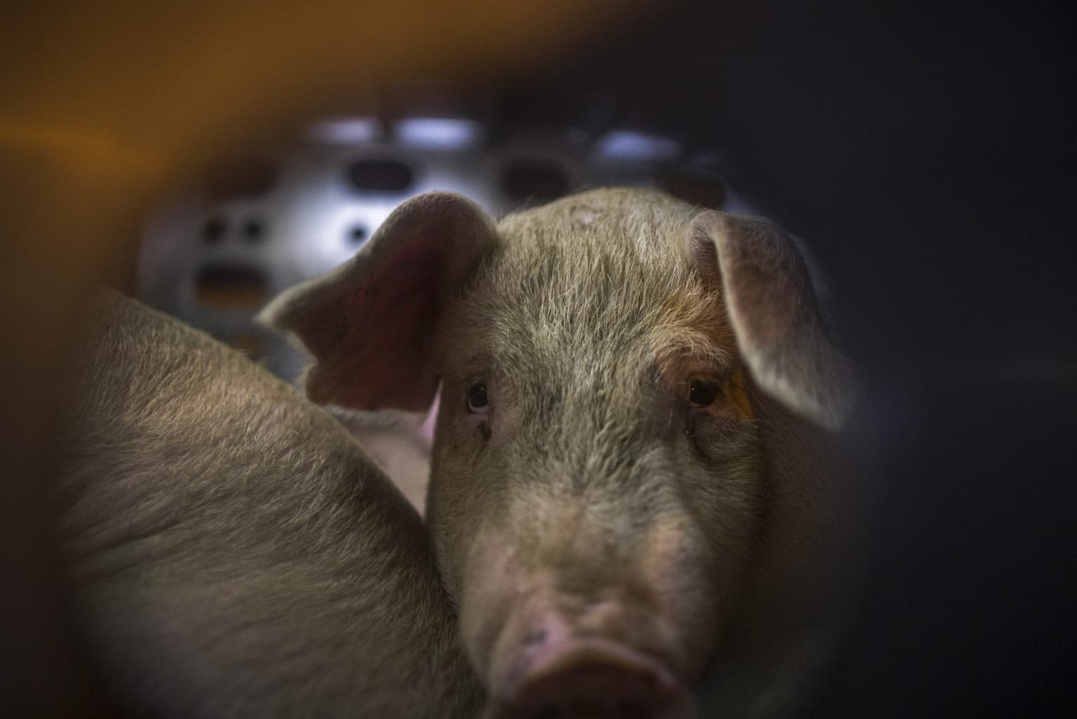 Pig kills butcher at slaughterhouse after waking up in a fit of rage