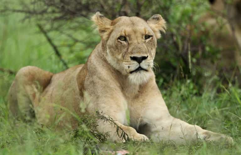 Lioness killed ‘almost instantly’ by lion in front of visitors at Longleat Safari Park Lioness killed ‘almost instantly’ by lion in front of visitors at Longleat Safari Park