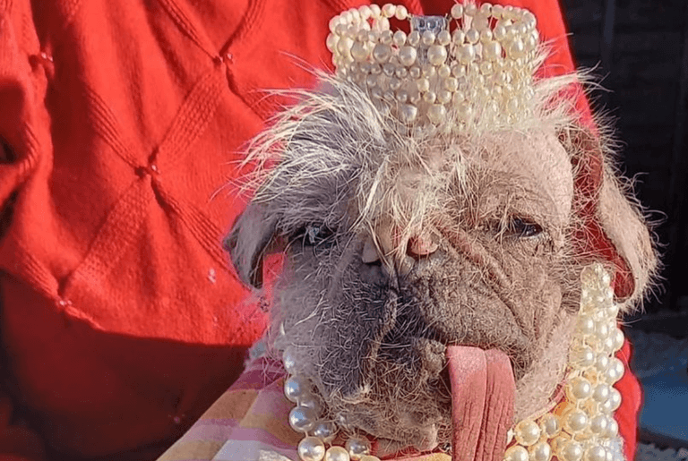 Britain’s ugliest dog crowned as judges claim they’ve discovered ‘a star’ Britain’s ugliest dog crowned as judges claim they’ve discovered ‘a star’