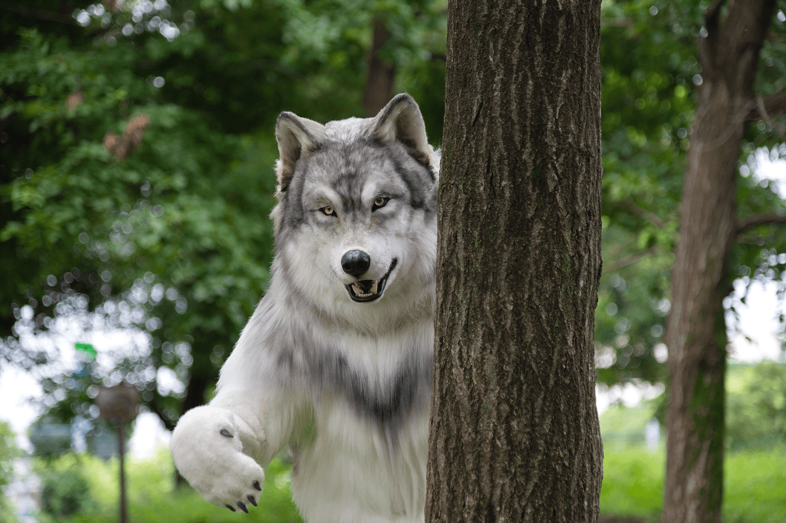 Man who spent £19k to ‘become a wolf’ wants to be free of human relationships