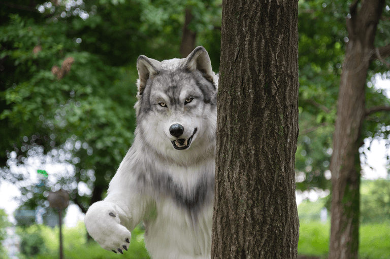 Man who spent £19k to ‘become a wolf’ wants to be free of human relationships Man who spent £19k to ‘become a wolf’ wants to be free of human relationships