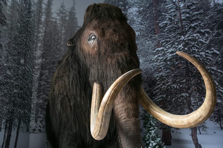 Company given $225 million to bring dodo and woolly mammoth back to life Company given $225 million to bring dodo and woolly mammoth back to life