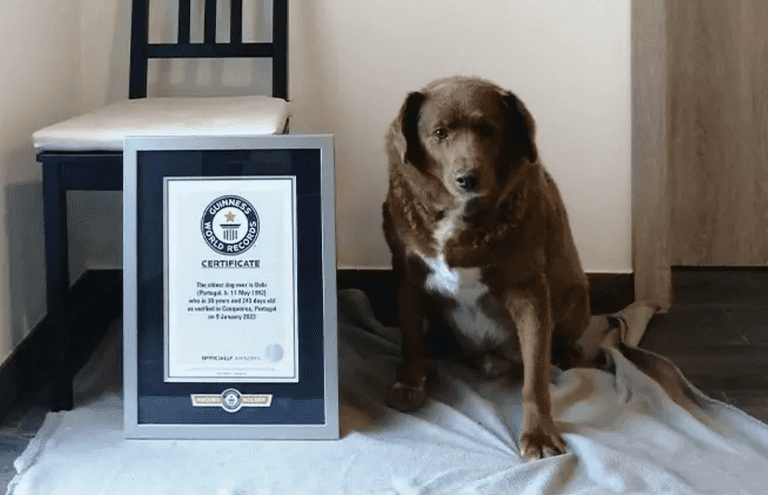 Bobi the farm dog is the oldest living pooch ever aged 30 Bobi the farm dog is the oldest living pooch ever aged 30