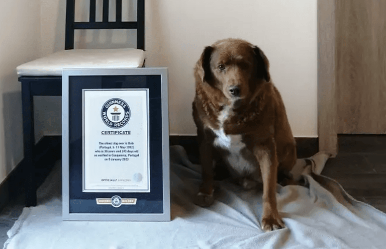 Bobi the farm dog is the oldest living pooch ever aged 30 Bobi the farm dog is the oldest living pooch ever aged 30