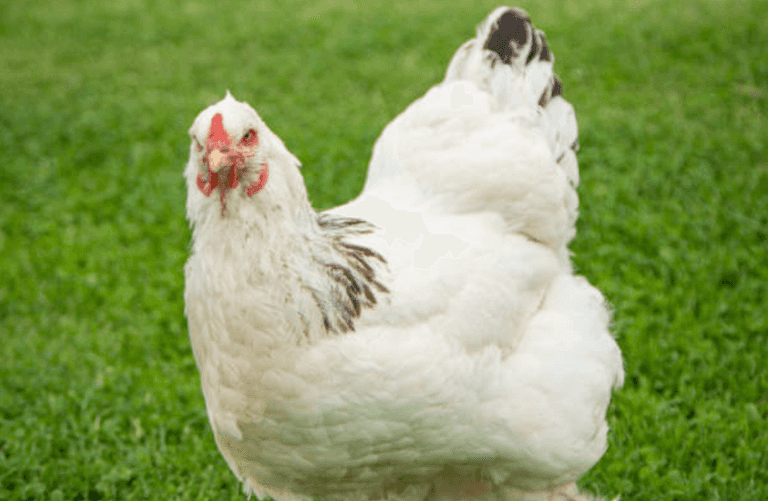 Man dies after ‘absolutely brutal’ attack by chicken Man dies after ‘absolutely brutal’ attack by chicken