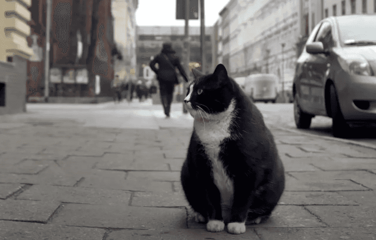 Fat-cat becomes city’s top-rated tourist attraction – with purrfect 5-star rating Fat-cat becomes city’s top-rated tourist attraction – with purrfect 5-star rating